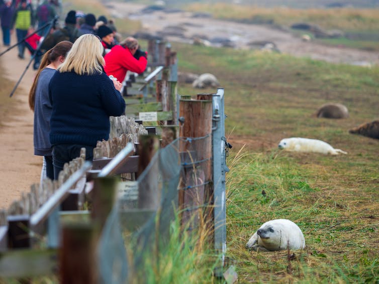 A crowd of people looking at a group of young seals.