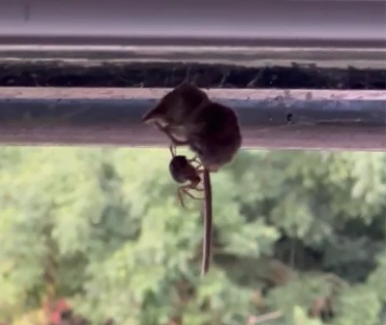 A small rodent caught in a web on a windowsill, attended by a spider.