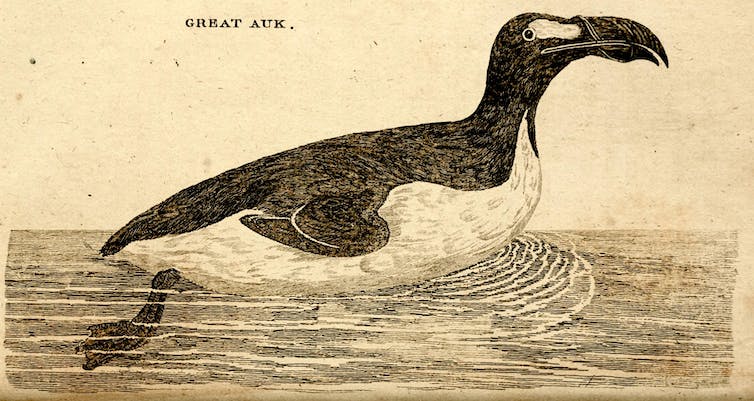 Illustration of a great auk