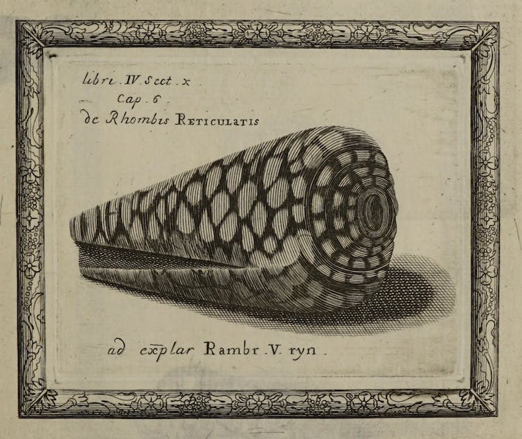 Illustration of a sea snail shell