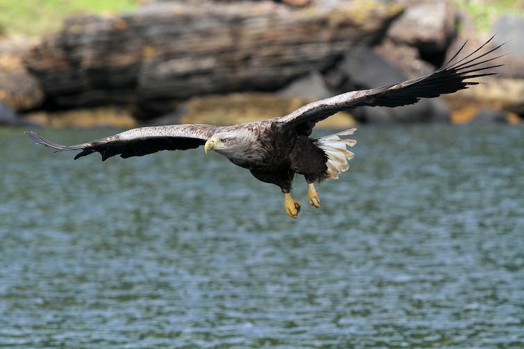 A White-tailed Sea Eagle in flight