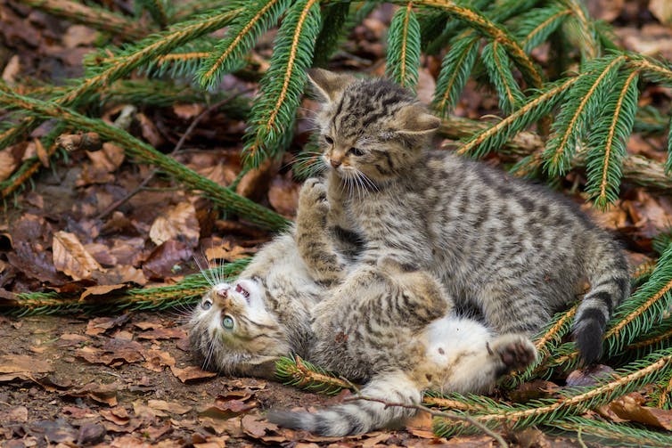 Wildcat kittens play on the forest floor.