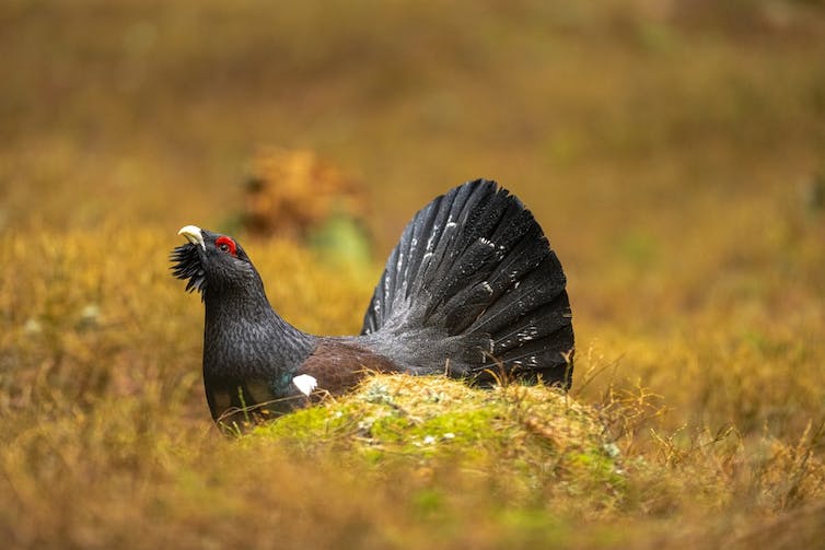 The western capercaillie in a spruce forest.